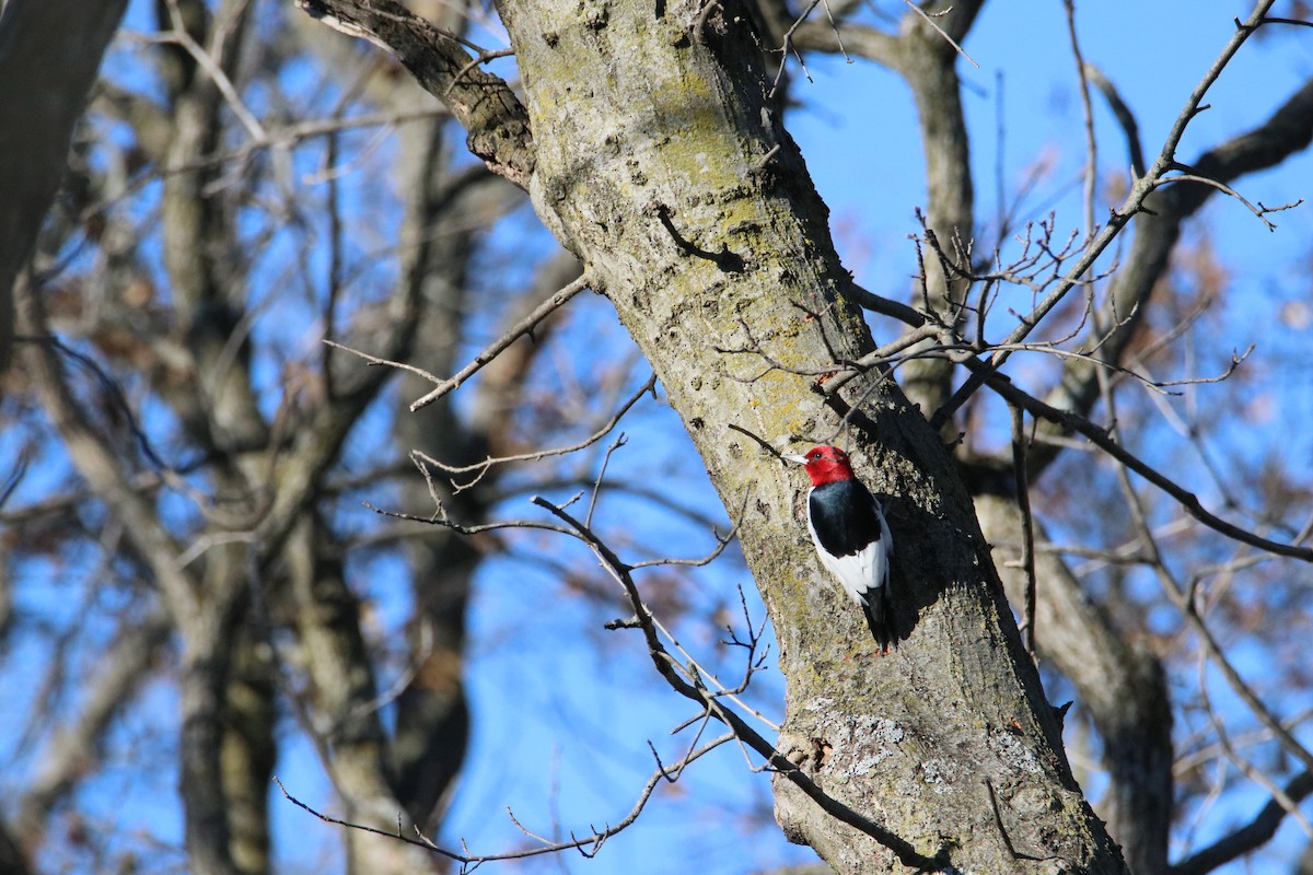 Red-headed Woodpecker - Tom Ellsworth