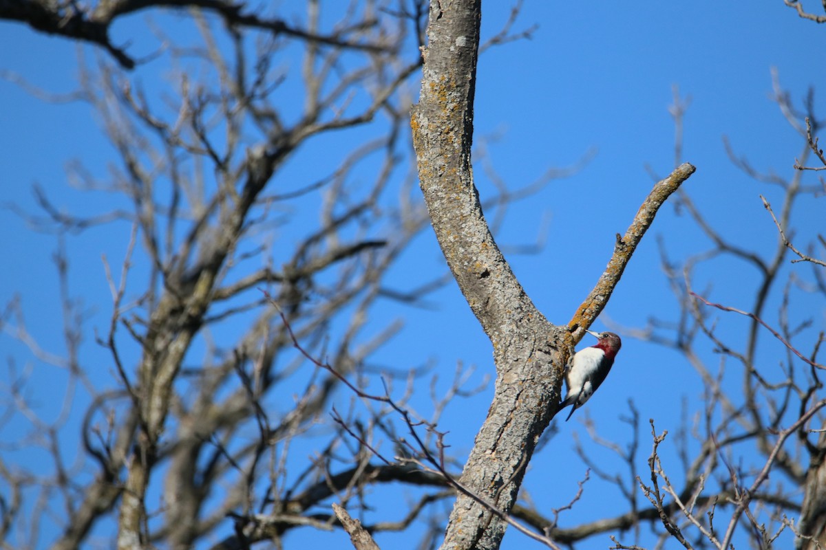 Red-headed Woodpecker - ML614620217