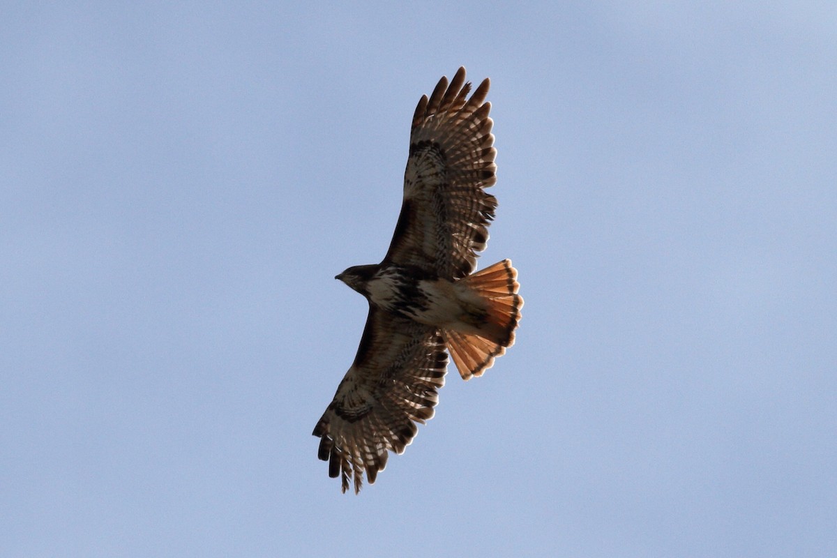 Red-tailed Hawk (umbrinus) - ML614620495