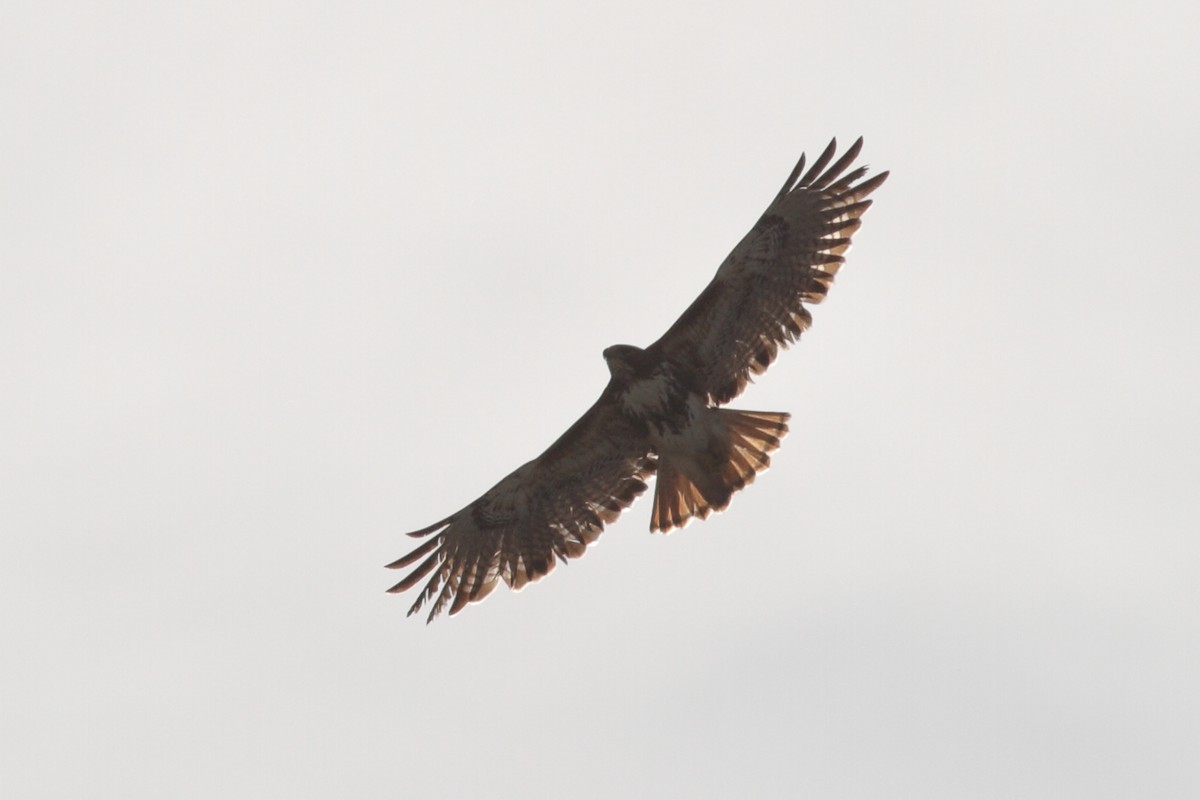 Red-tailed Hawk (umbrinus) - ML614620502