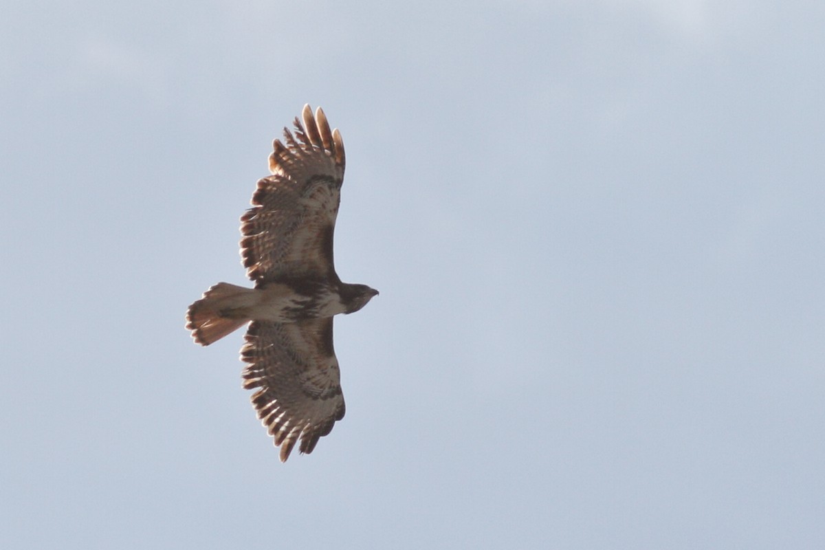 Red-tailed Hawk (umbrinus) - ML614620503