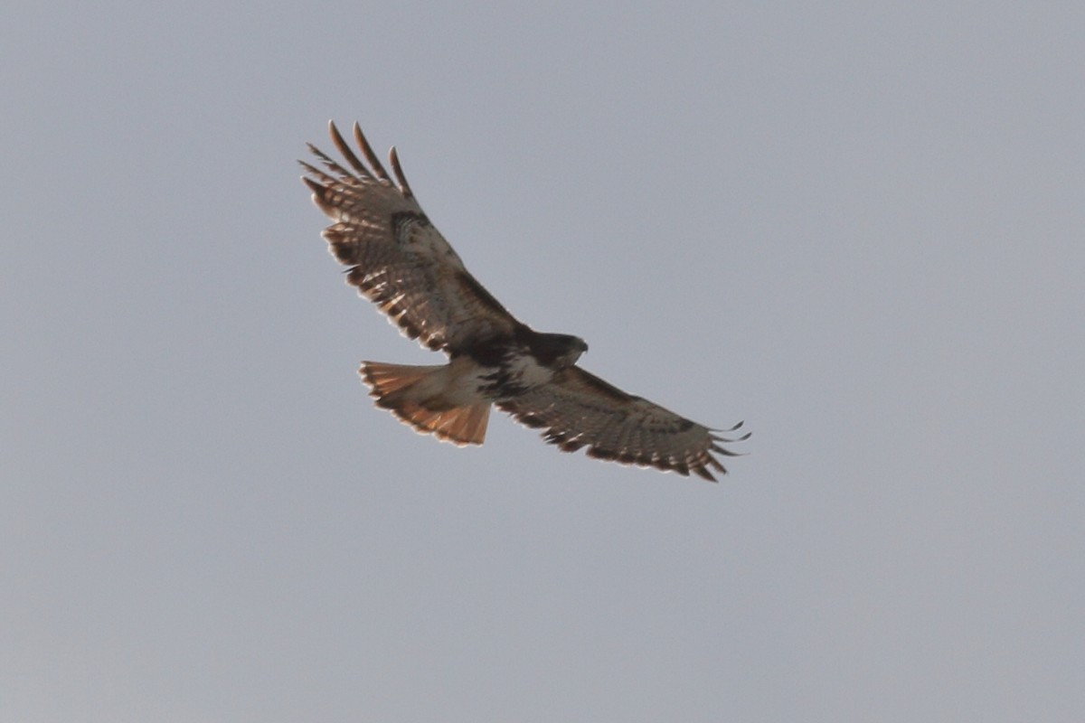 Red-tailed Hawk (umbrinus) - ML614620508