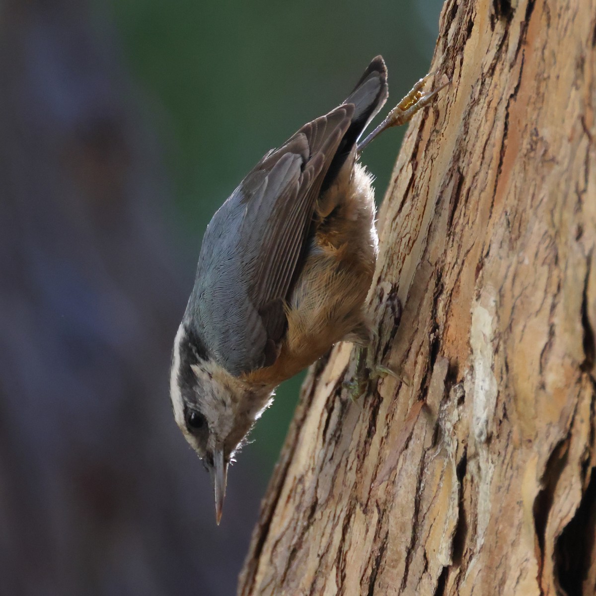Red-breasted Nuthatch - ML614620567
