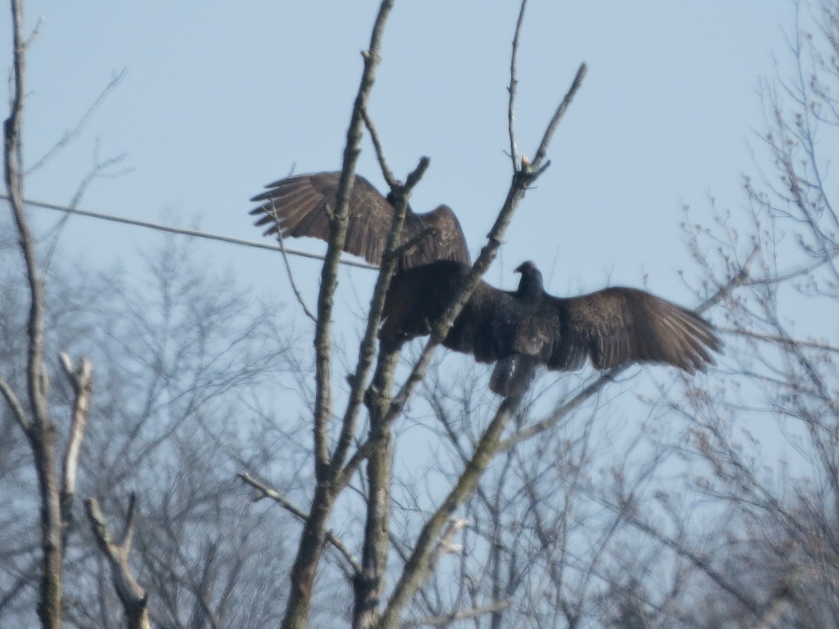 Pennsylvania Bird Atlas Checklist 9 Feb 2024 2189 Second Street Pike, Newtown USPA 40.25889