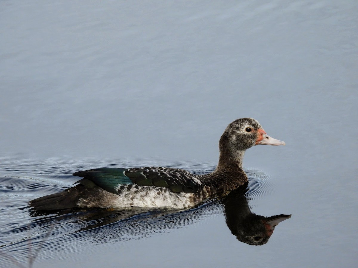 Muscovy Duck (Domestic type) - ML614620593