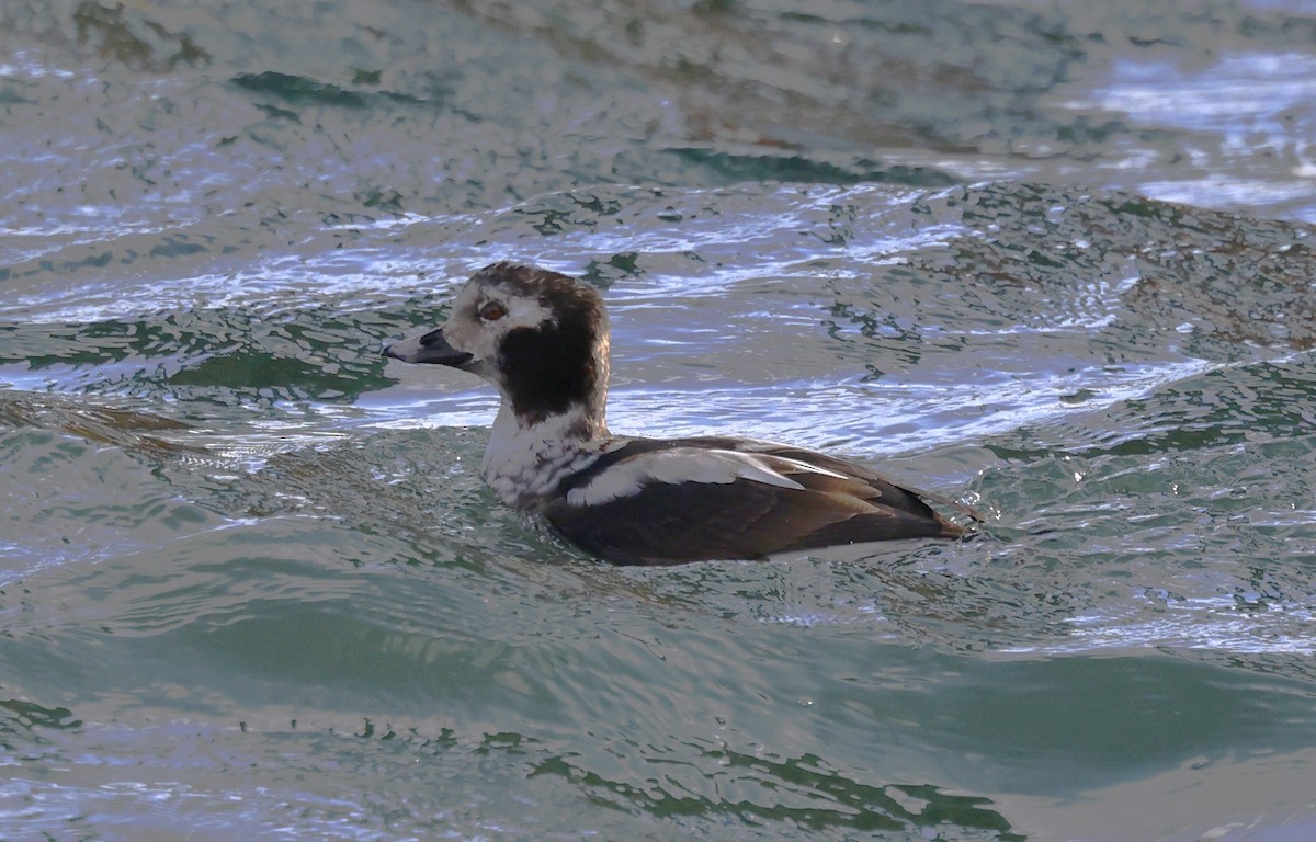 Long-tailed Duck - ML614620950