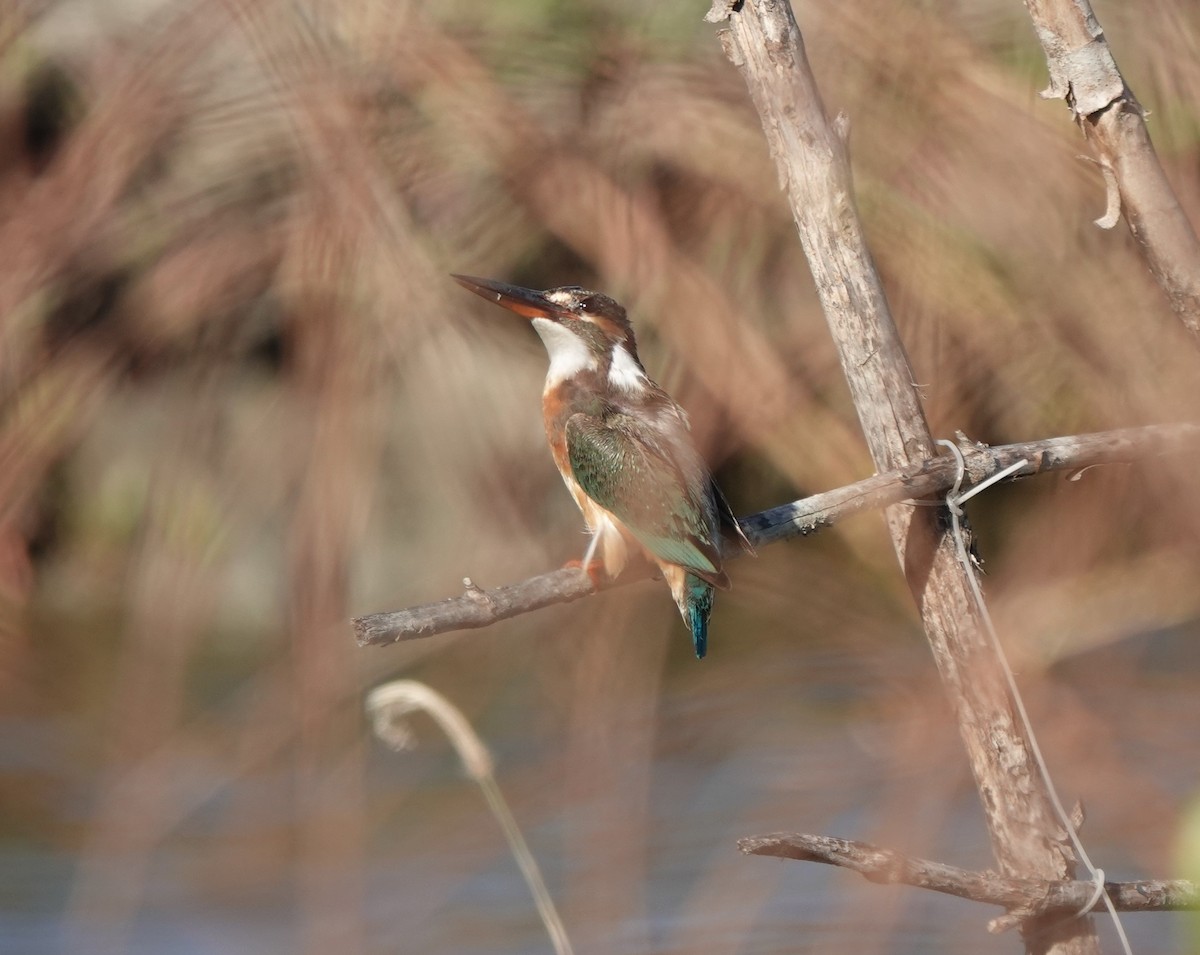 Common Kingfisher - ML614621096