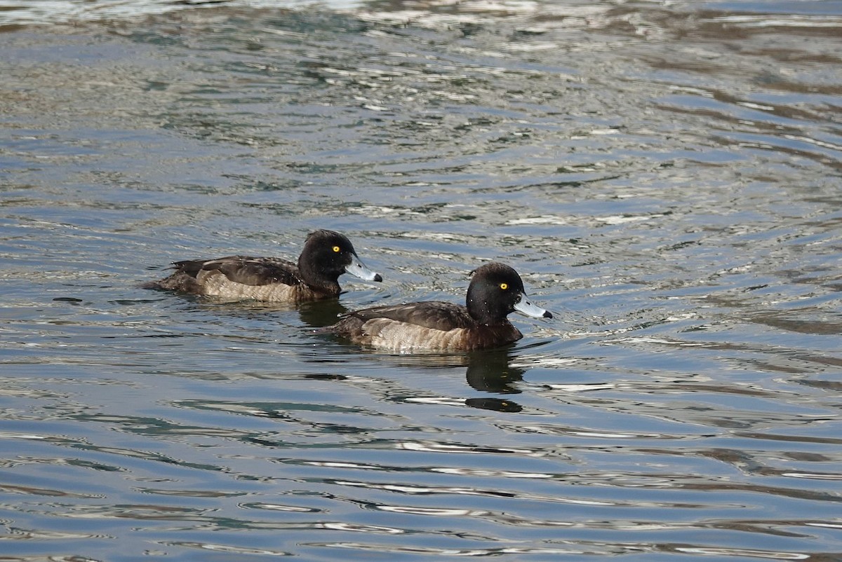 Tufted Duck - ML614621133