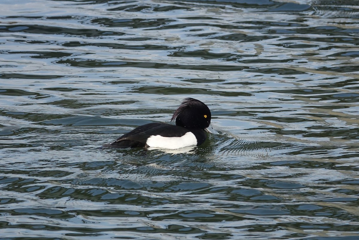 Tufted Duck - ML614621134