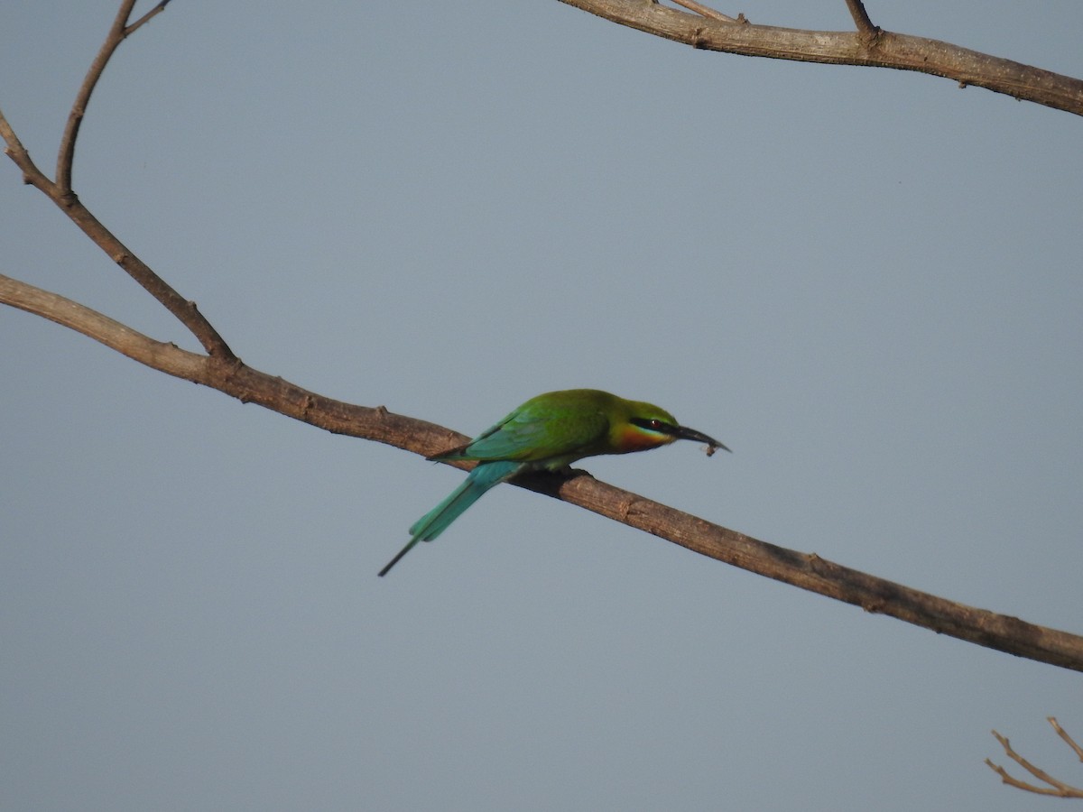 Blue-tailed Bee-eater - ML614621431