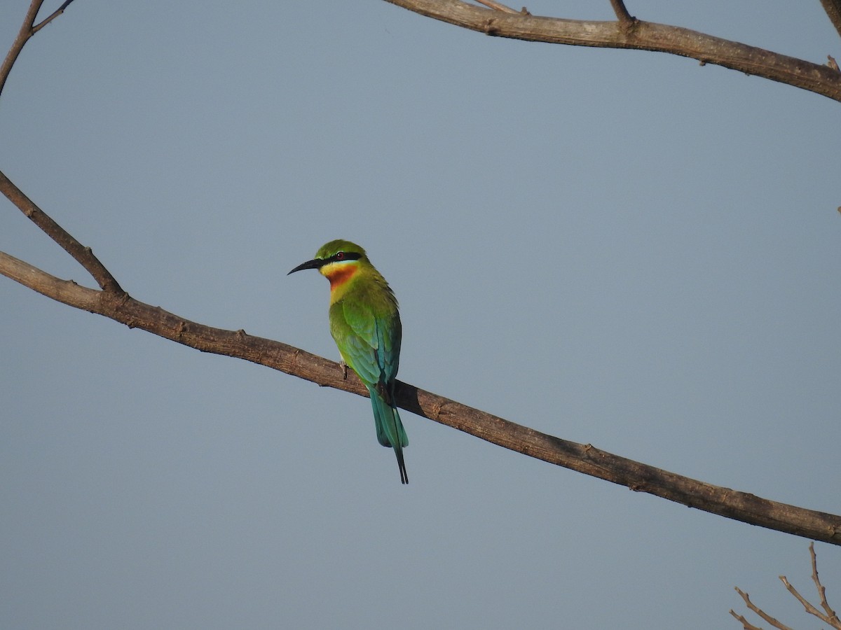 Blue-tailed Bee-eater - ML614621432
