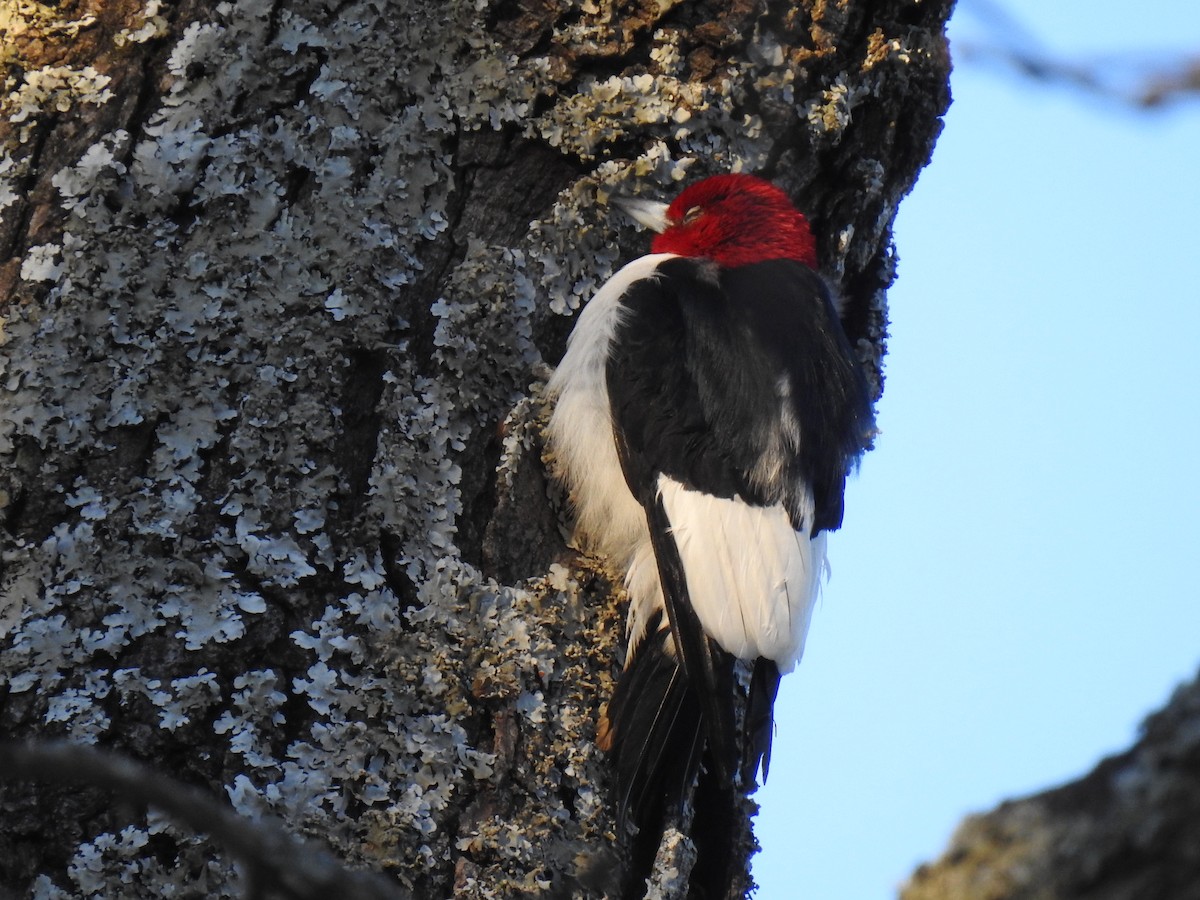 Red-headed Woodpecker - Jennifer Linde