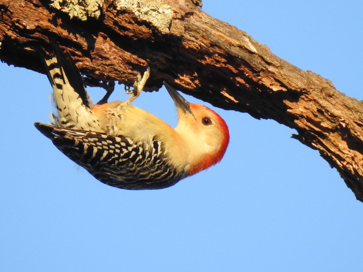 Red-bellied Woodpecker - ML614621493