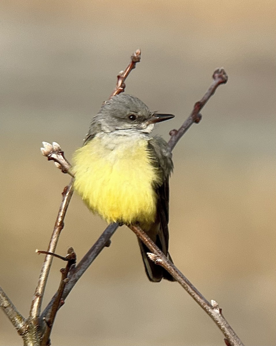 eBird Checklist 9 Feb 2024 Cape Cod National SeashoreSalt Pond