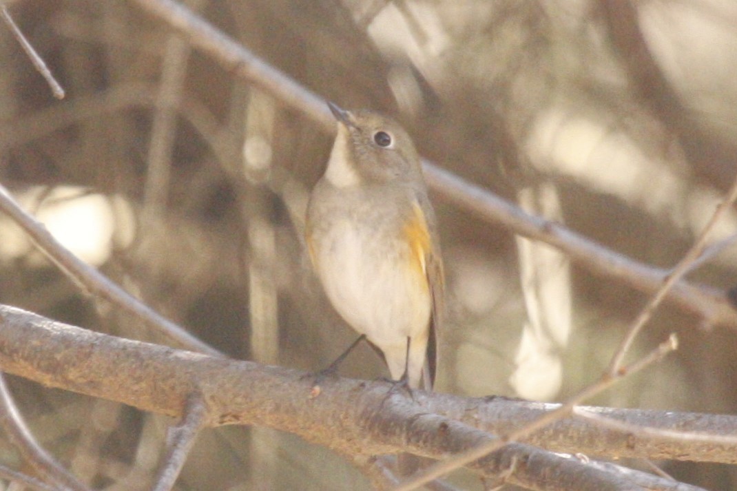 Red-flanked Bluetail - Joey Della Penna