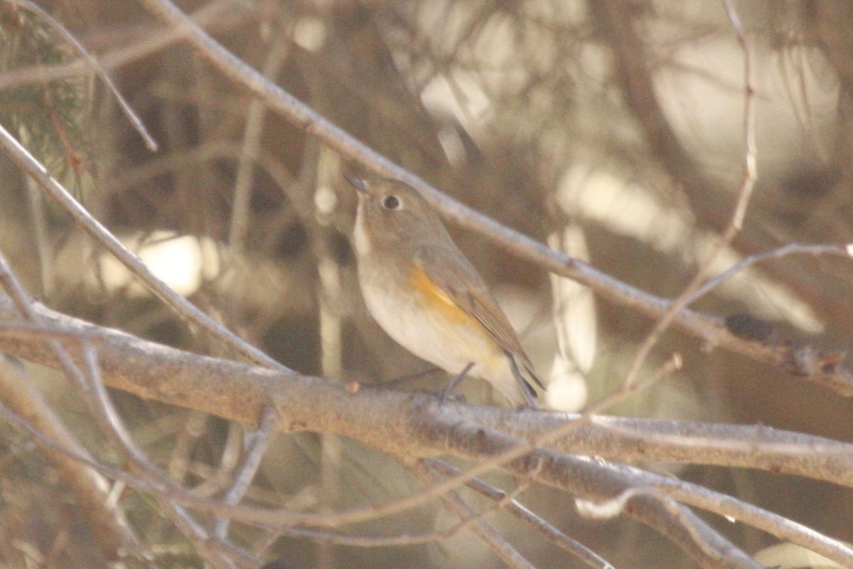 Red-flanked Bluetail - ML614621845