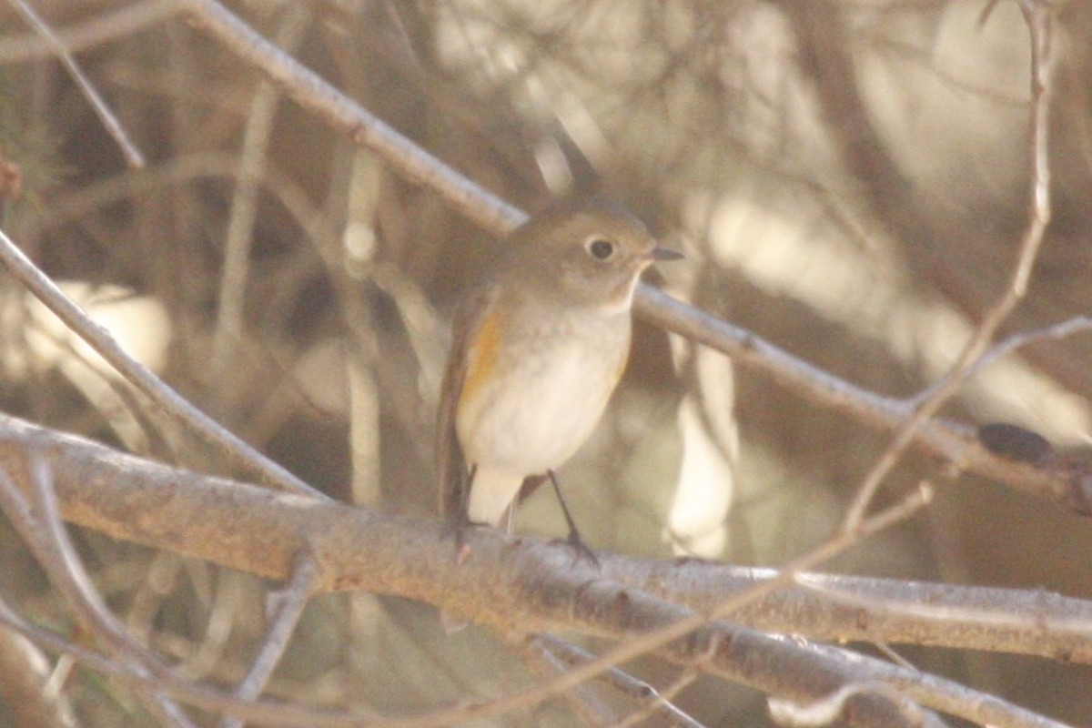 Red-flanked Bluetail - ML614621846