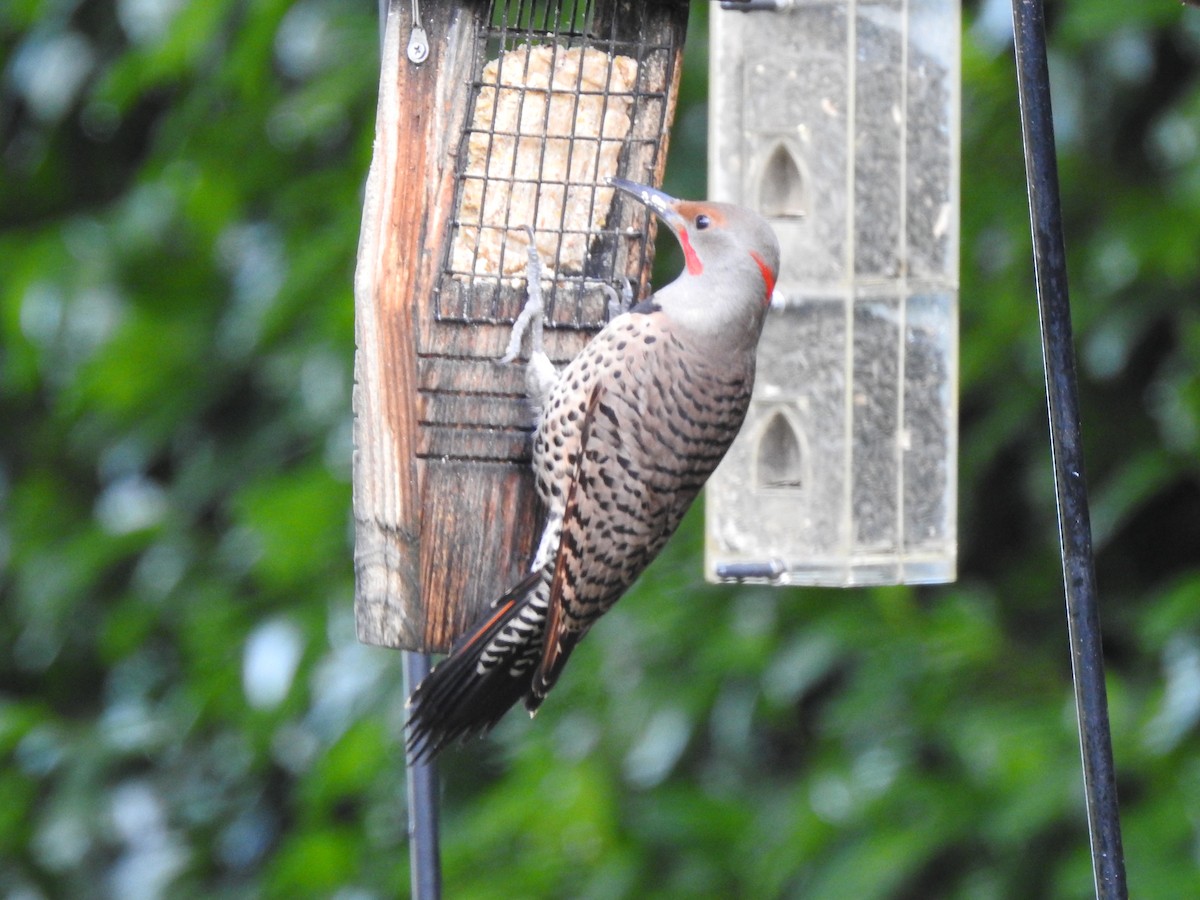 Northern Flicker (Yellow-shafted x Red-shafted) - ML614621934