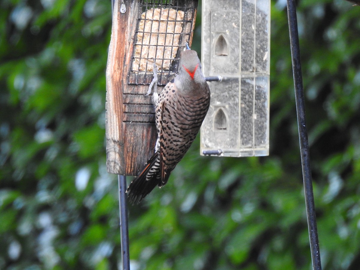 Northern Flicker (Yellow-shafted x Red-shafted) - ML614621994