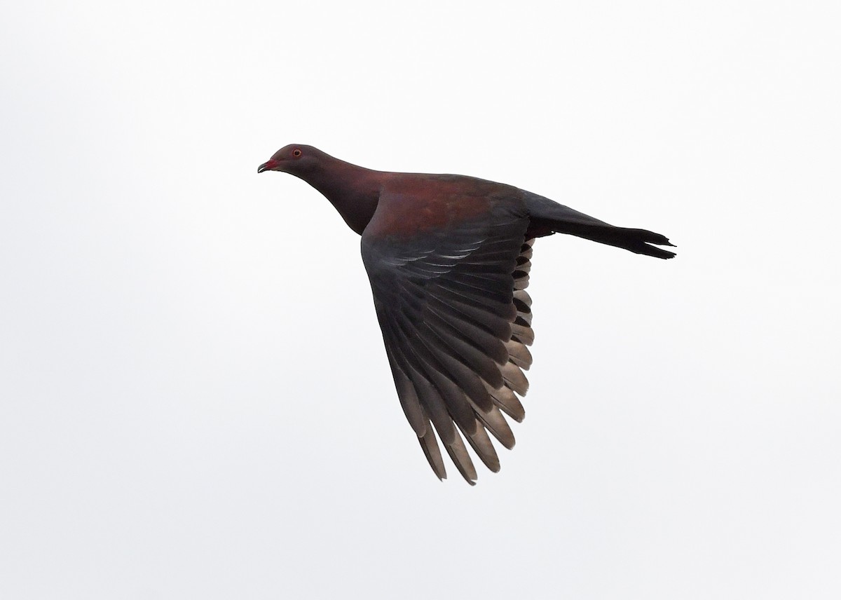 Peruvian Pigeon - Joshua Vandermeulen
