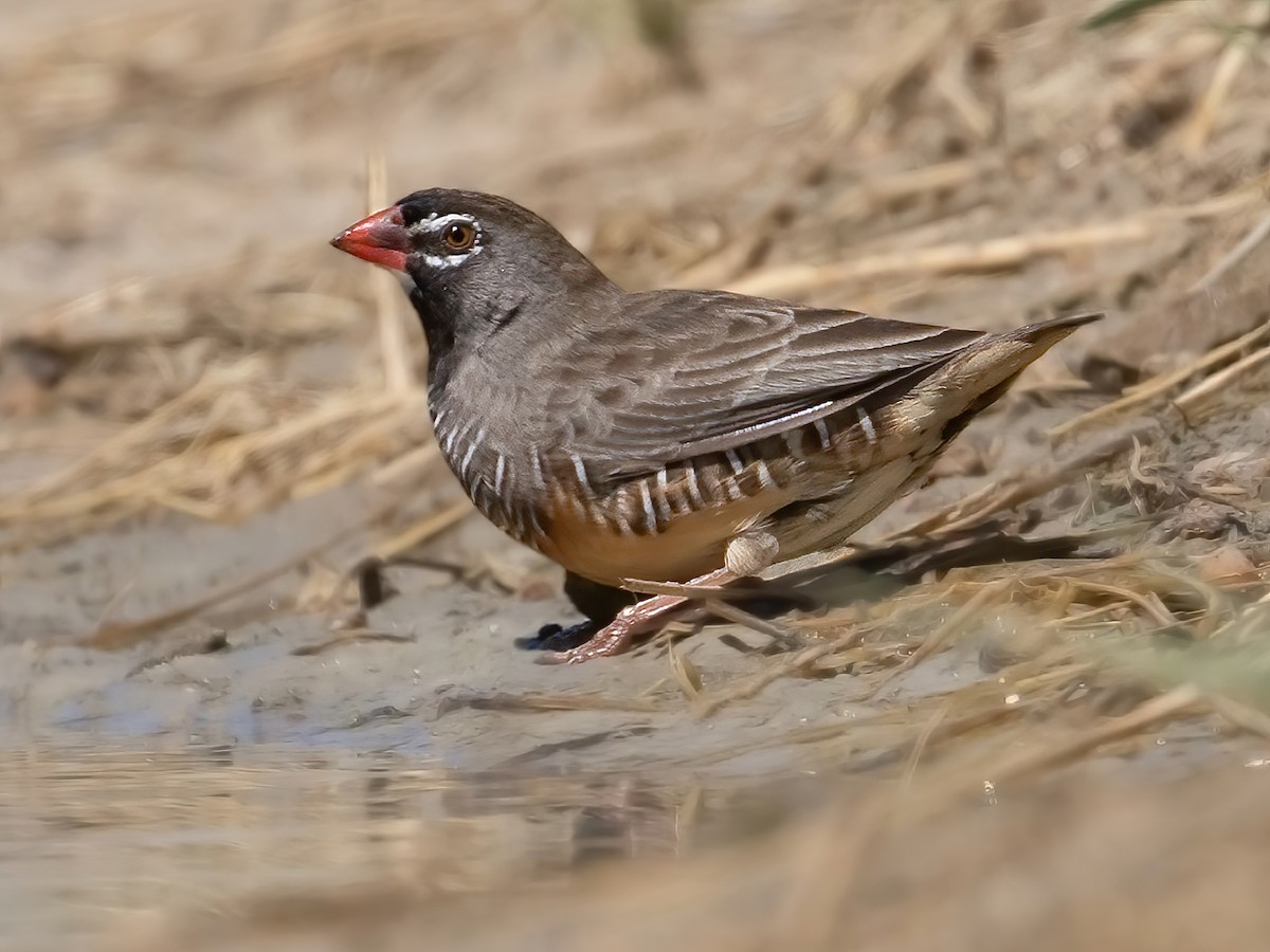 Quailfinch - Ortygospiza atricollis - Birds of the World
