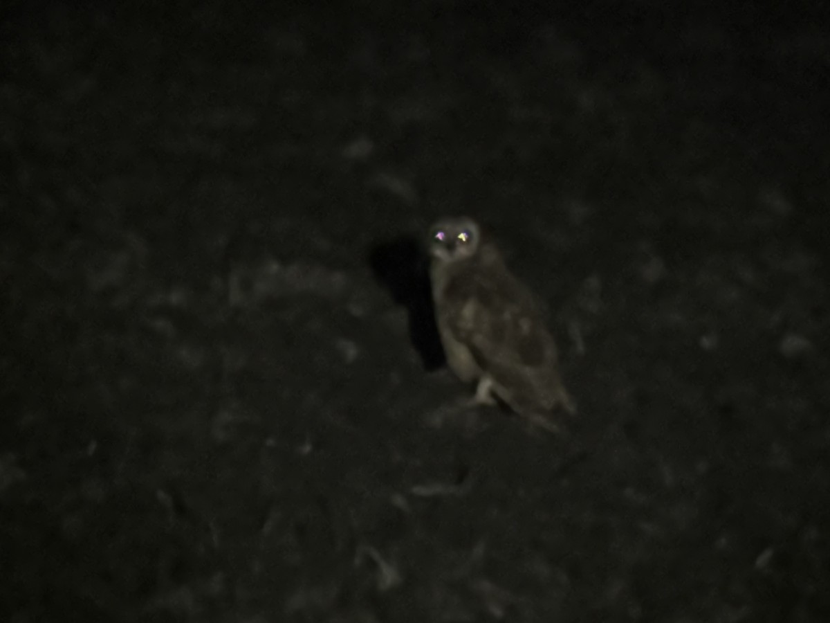 Short-eared Owl (Antillean) - ML614622677