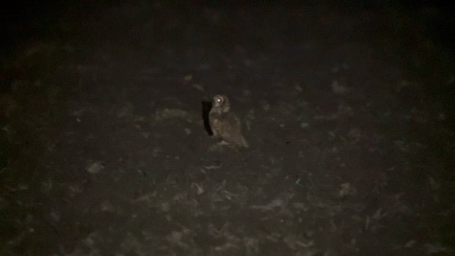 Short-eared Owl (Antillean) - ML614622678