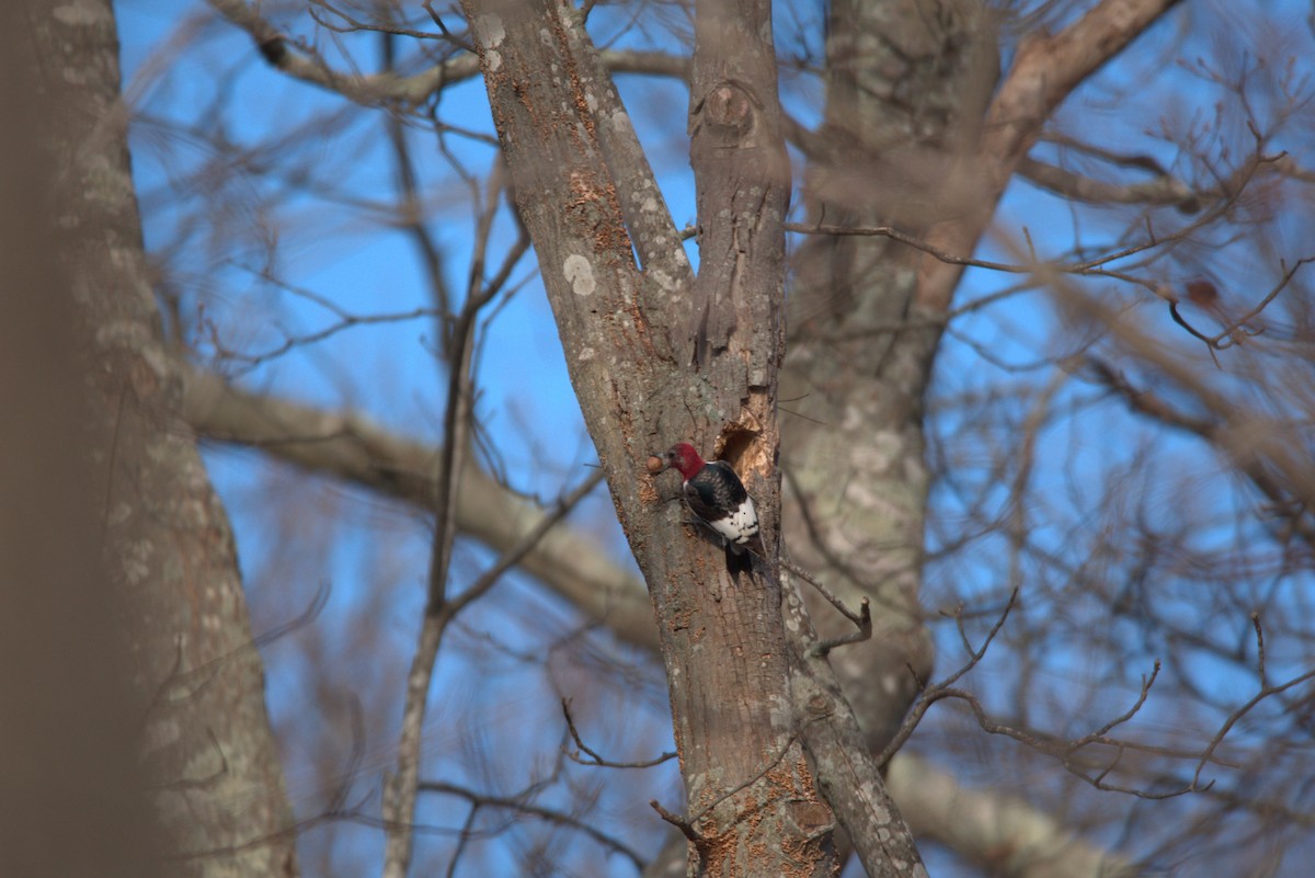 Red-headed Woodpecker - ML614622686