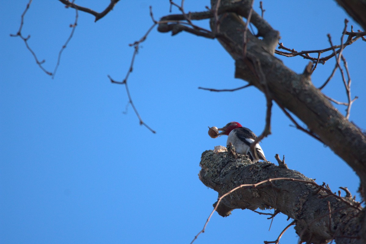 Red-headed Woodpecker - ML614622687