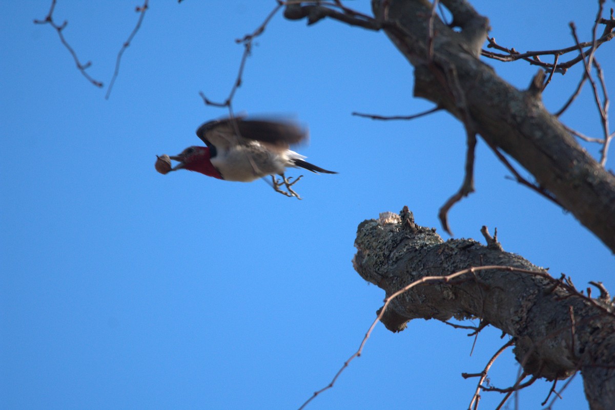 Red-headed Woodpecker - ML614622688