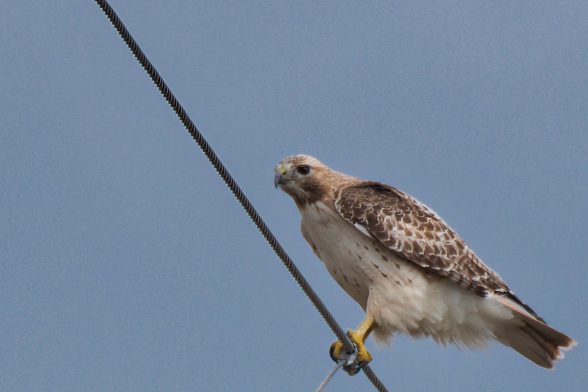 Red-tailed Hawk - ML614622735