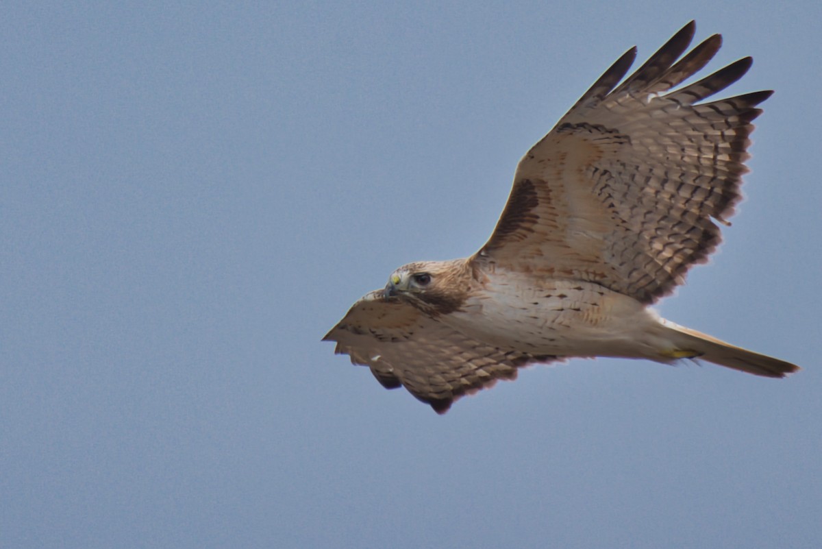 Red-tailed Hawk - ML614622740