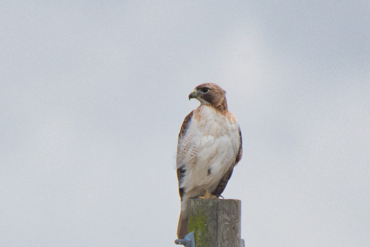 Red-tailed Hawk - ML614622754