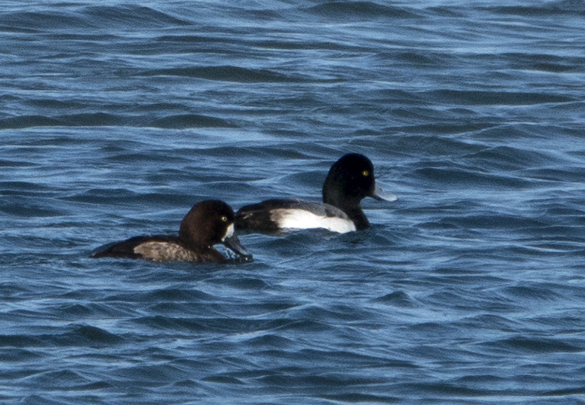 Greater Scaup - ML614622833