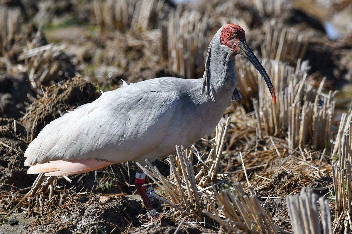 Crested Ibis - ML614623298