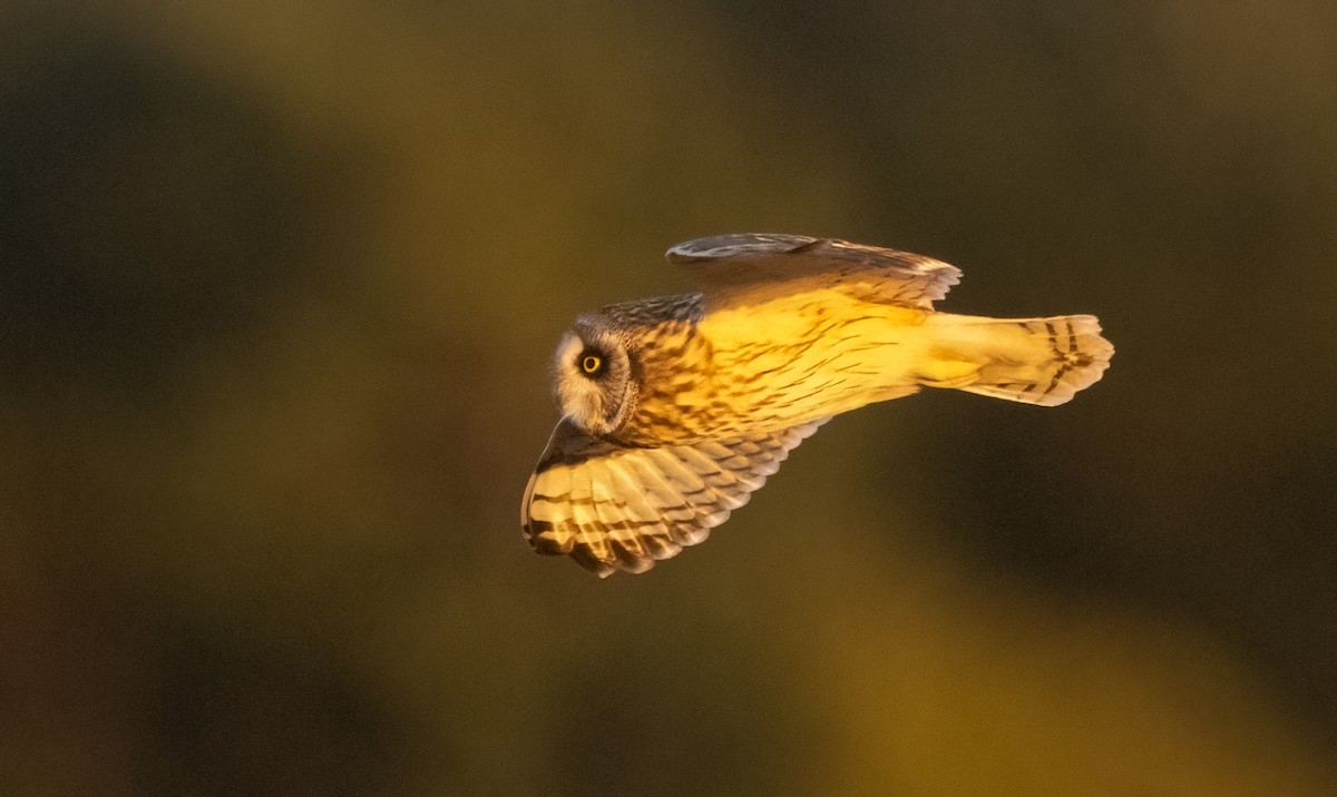 Short-eared Owl - ML614623490