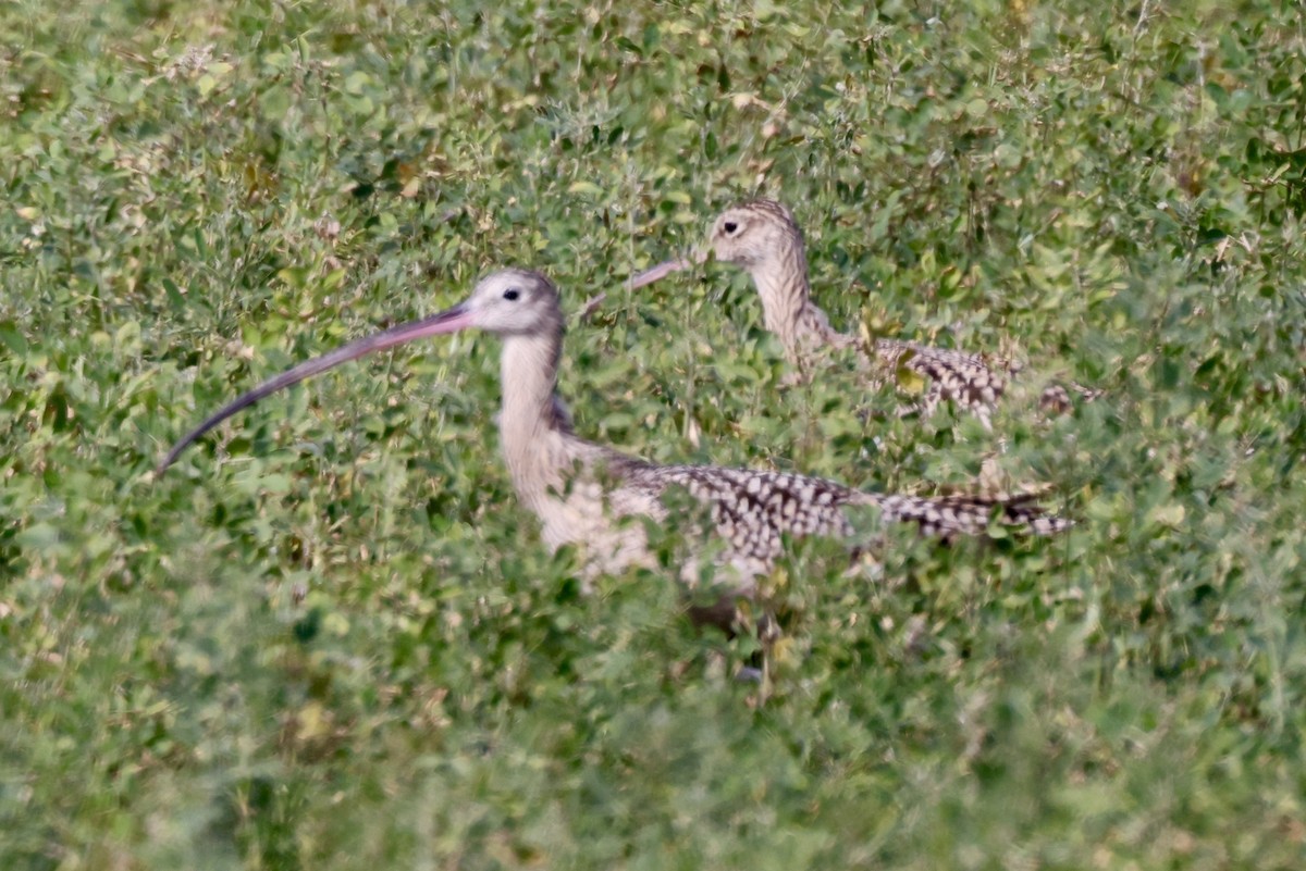 Long-billed Curlew - ML614623543