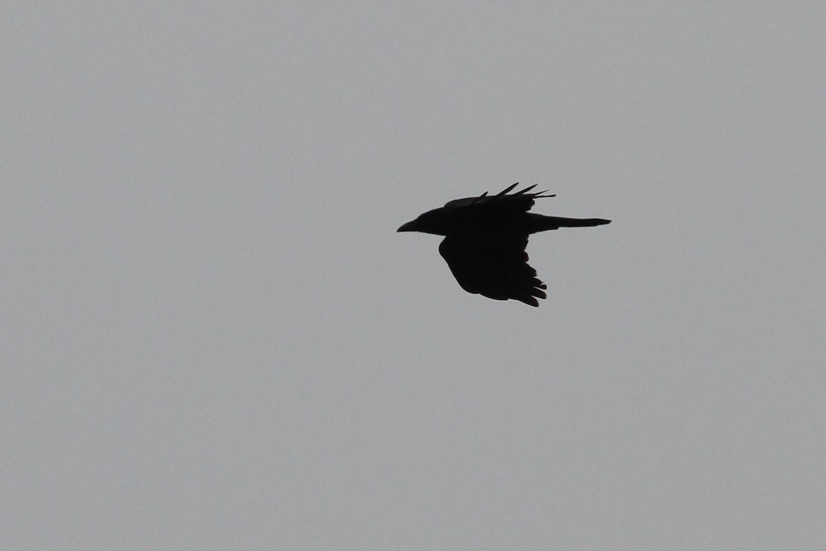 Large-billed Crow - ML614623596