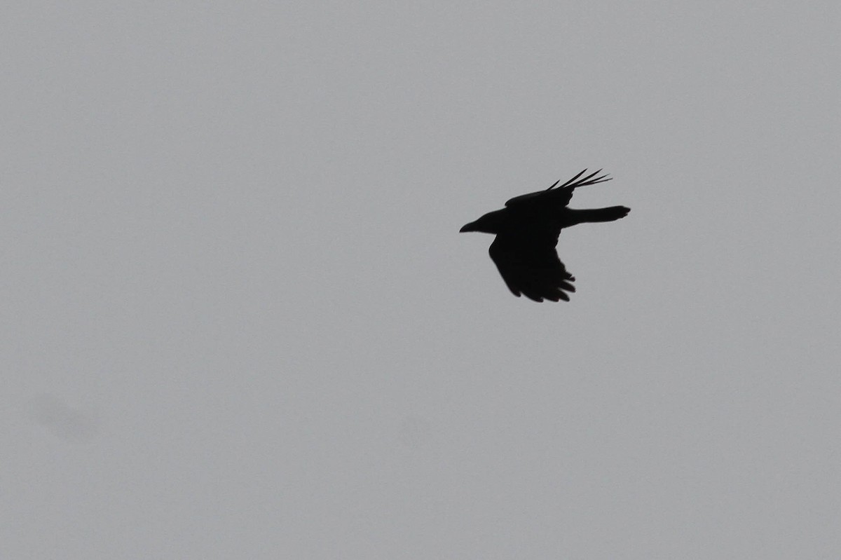 Large-billed Crow - ML614623597