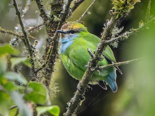  - Grauer's Broadbill