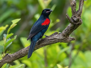  - Red-shouldered Cuckooshrike