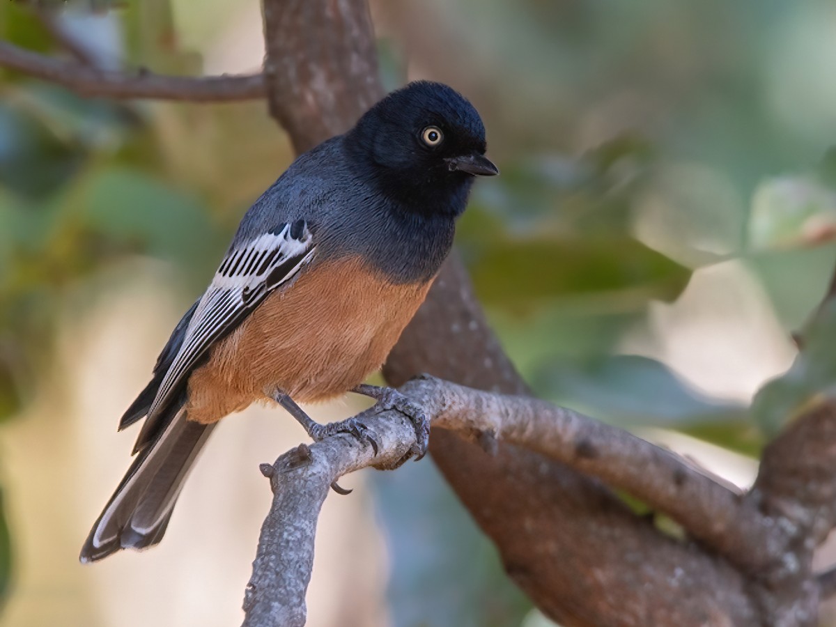 Rufous-bellied Tit - Melaniparus rufiventris - Birds of the World