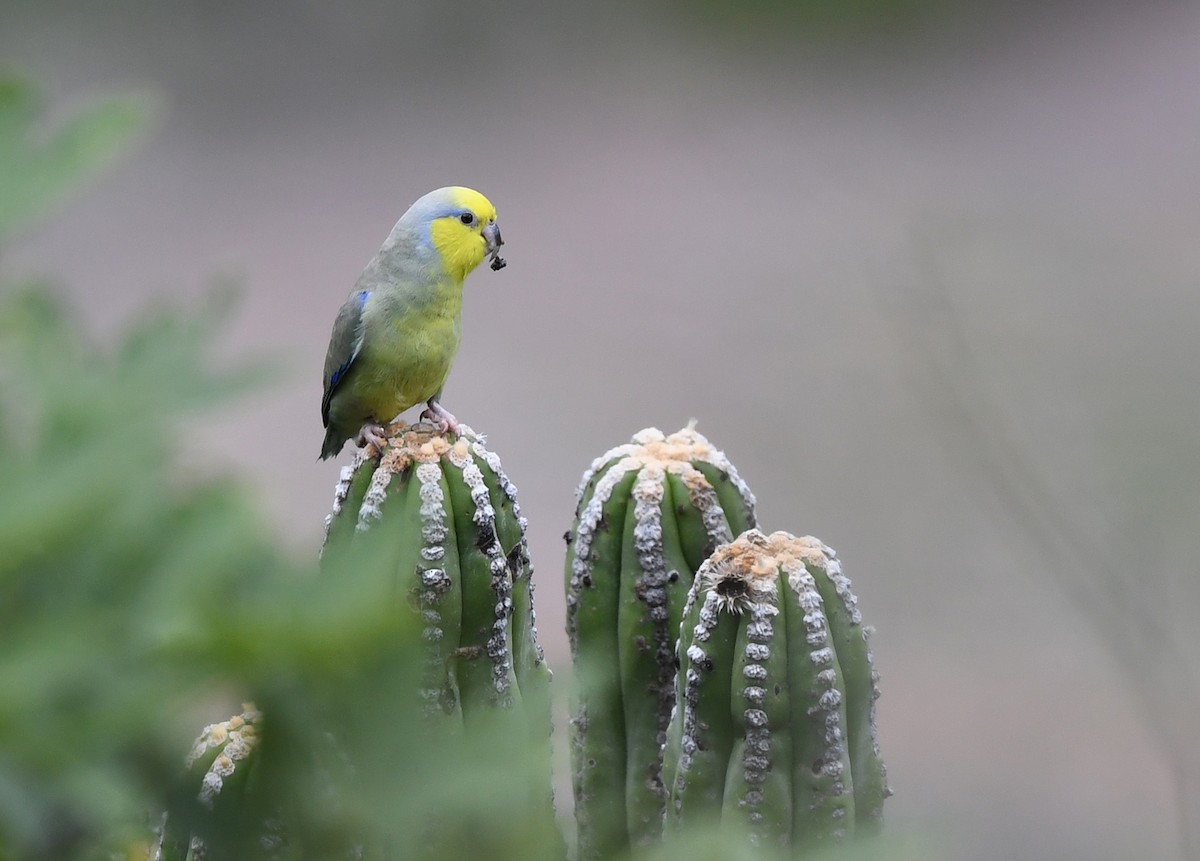 Sarı Kulaklı Serçe Papağanı - ML614624128