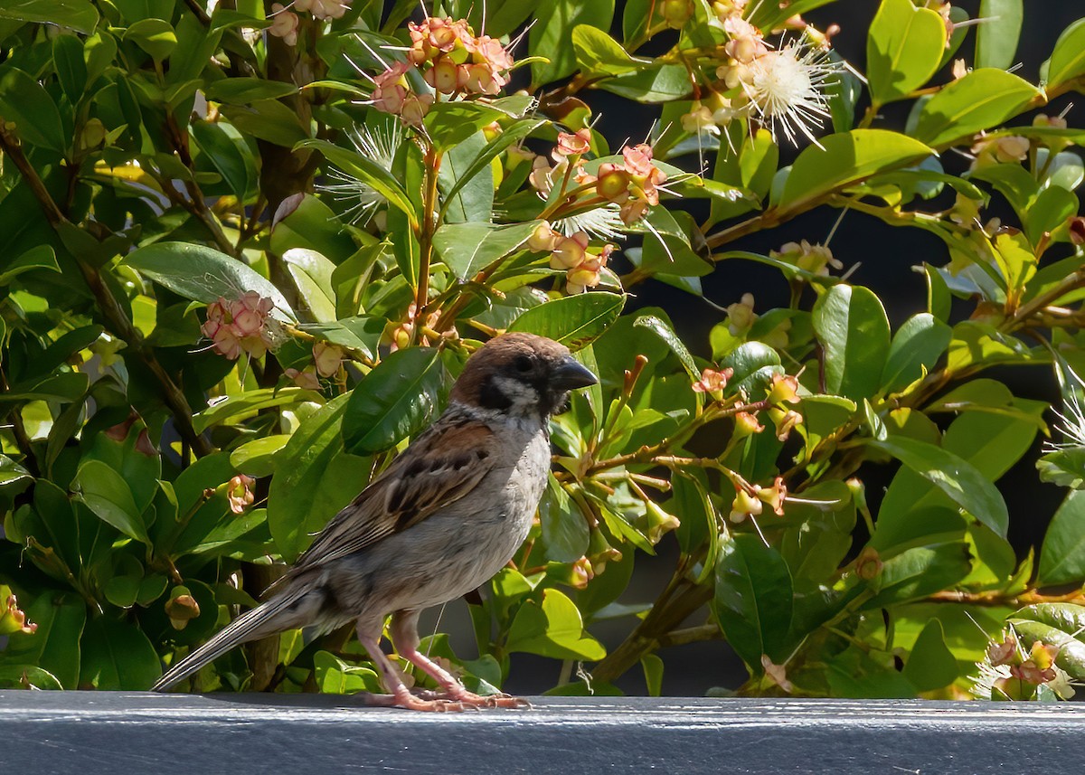 Eurasian Tree Sparrow - ML614624154