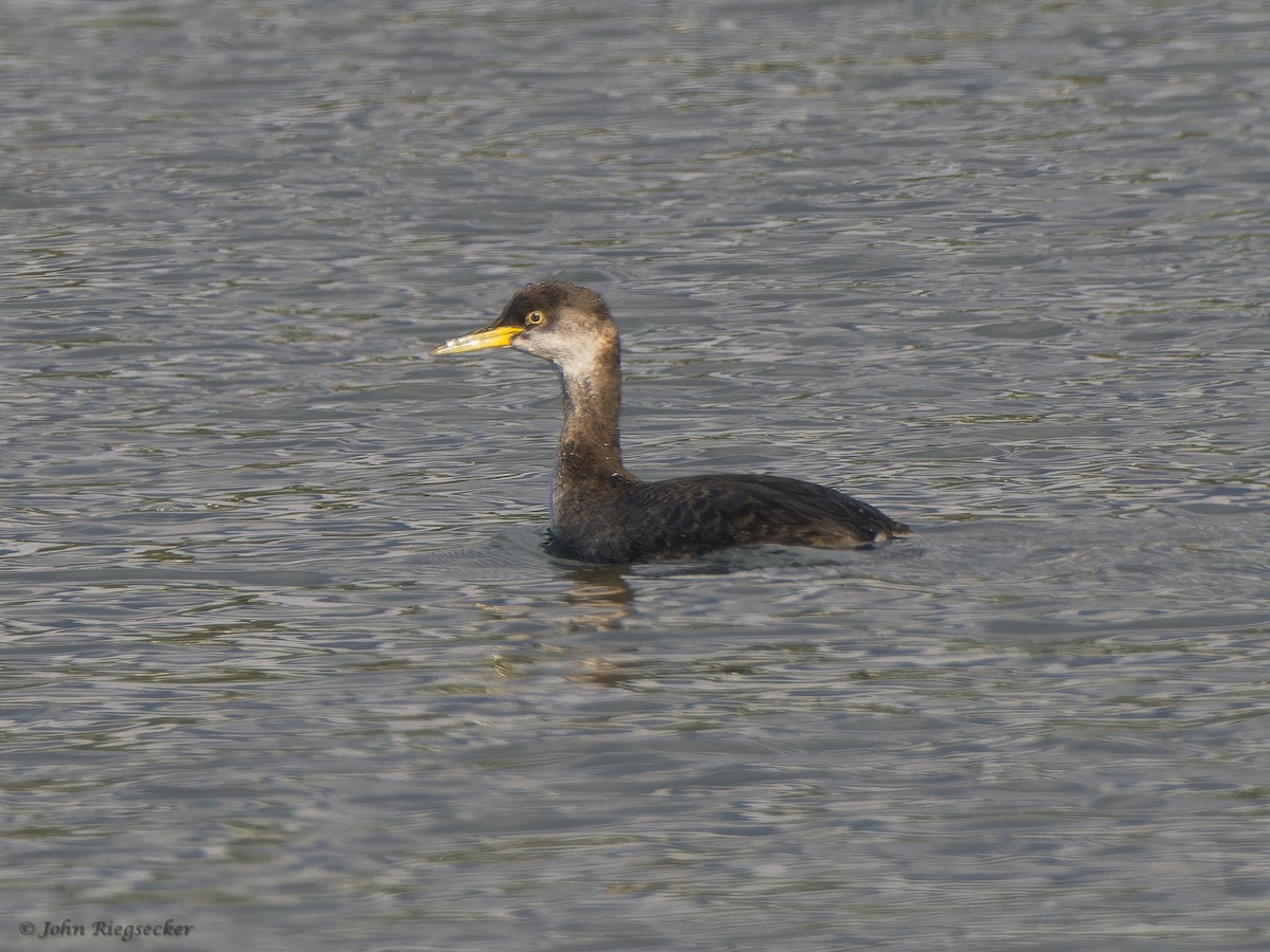 Red-necked Grebe - ML614624274