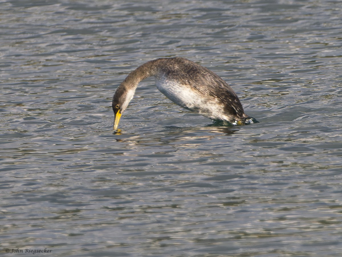 Red-necked Grebe - ML614624278