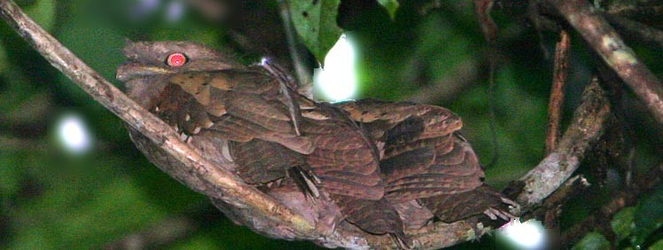 Philippine Frogmouth - Don Roberson