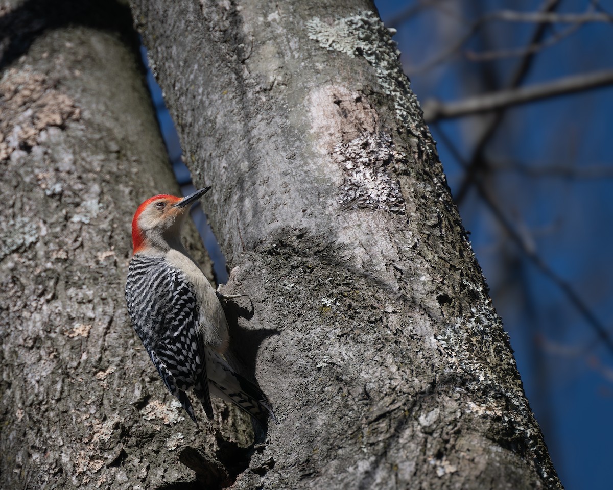 Red-bellied Woodpecker - ML614624310