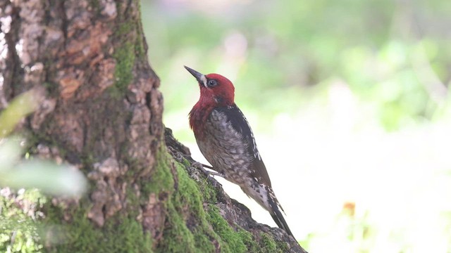 Red-breasted Sapsucker - ML614624559