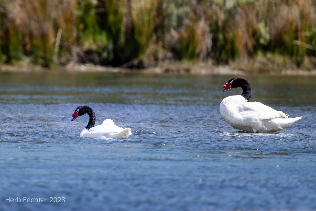 Black-necked Swan - Herbert Fechter